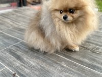 Pomeranian boo uzun tüylü
