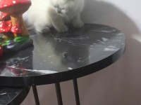 20 güne teslim kediler