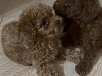 Kore Toy Poodle