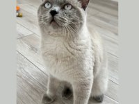 British Shorthair Blue Point Erkek 1 Yaşında