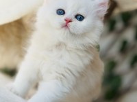 Safkan muazzam tip top kafa erkek british longhair