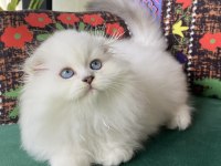 2 aylık biblo gibi yavru scottish fold