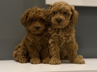 Biblo Poodle Bebeklerim Yeni Yuvasını Arıyor