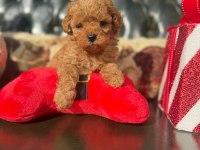 POODLE IRKININ EN İYİLERİNİ İSTEYENLERE