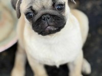 HAMBURGER SURAT PUG MOPS GÜL KUYRUK