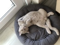 11 aylık aşıları tam british shorthair
