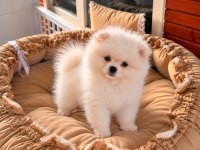 Pomeranian Boo Teddy Face 