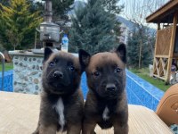 Belçika Malinois