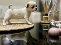 Kalite chihuahua tesadüf değildir