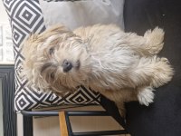 Maltipoo terrier