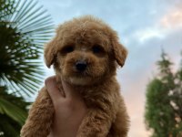 KORE MALTİPOO TEDY FACE YAVRUMUZ YENİ YUVASINA HAZIR
