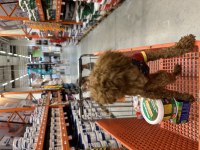Sahibinden 4 aylık poodle