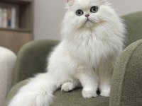 Mükemmel Güzellik Kısırlaştırma Şartıyla British Longhair