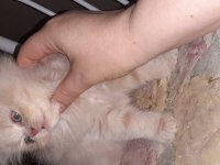 Safkan iran kedi yavrusu