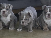 SİTENİN EN RENKLİ EN MÜTEVAZİ BULLDOG ŞEKERLERİ