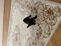 Tuvalet eğitimli 2 aylık dişi french bulldog