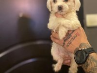 Maltipoo yavrularımız