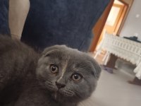 Gri Scottish Fold 4 Aylık