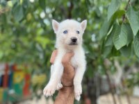 Sibirya kurdu (Husky) Yavrularımız