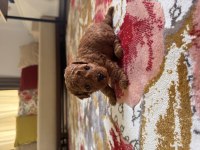 Teacup kan toy poodle bebekler