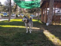 2 buçuk yaşında safkan dişi husky (sibirya kurdu)