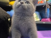 EFSANE GENETİK ERKEK YAVRU BRITISH SHORTHAIR