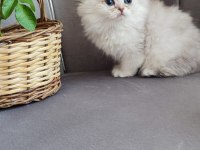 Scottish fold yavrumuz