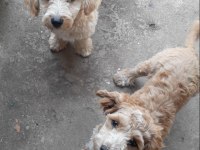 Genç maltipoo dişiler