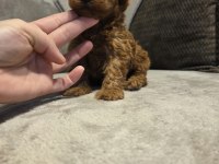 Mini toy poodle