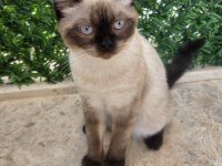 Erkek Çikolata Point British Shorthair