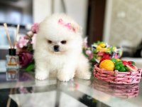 3 EFSANE SIFIR BURUN POMERANİAN PRENSESLER