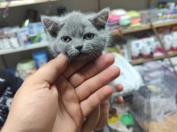 British shorthair dişi yavru