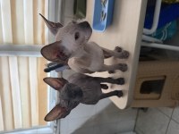 3 AYLIK SFENKS YAVRU KEDİLER