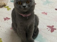 Acil sahiplendirilecek british shorthair
