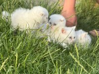 SAFKAN BRİTİSH SHORTHAİR YAVRULAR