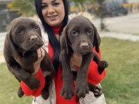 Çikolata labrador yavrularım