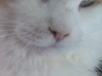 Main Coon Dişi Kedimiz