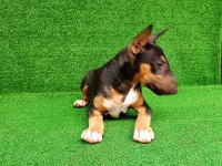 BULL TERRİER PUPPY