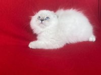2 ay british longhair