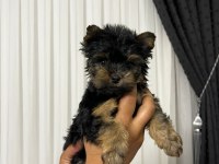 Ankaranın En Güzel Yorkshire Terrier Yavruları