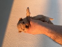 Kore minik toy Poodle oyuncak