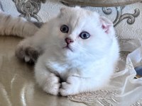 Yavru scottish fold kedimize yuva arıyoruz