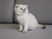 British shorthair Ny2533/Ny25 Disi Yavrular