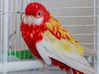Rozella Papağanı 6 Aylık