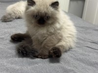 British Longhair 2 Aylık Dişi