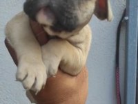 French bulldog