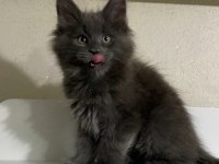 Xxl Dev Erkek Yavru Maine Coon