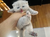 Biblo Surat Scottish Fold Bebişler