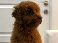 6 Aylık Erkek Poodle
