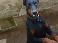 Bazı Nedenlerden Dolayı Köpeğimi Vermek Zorundayım